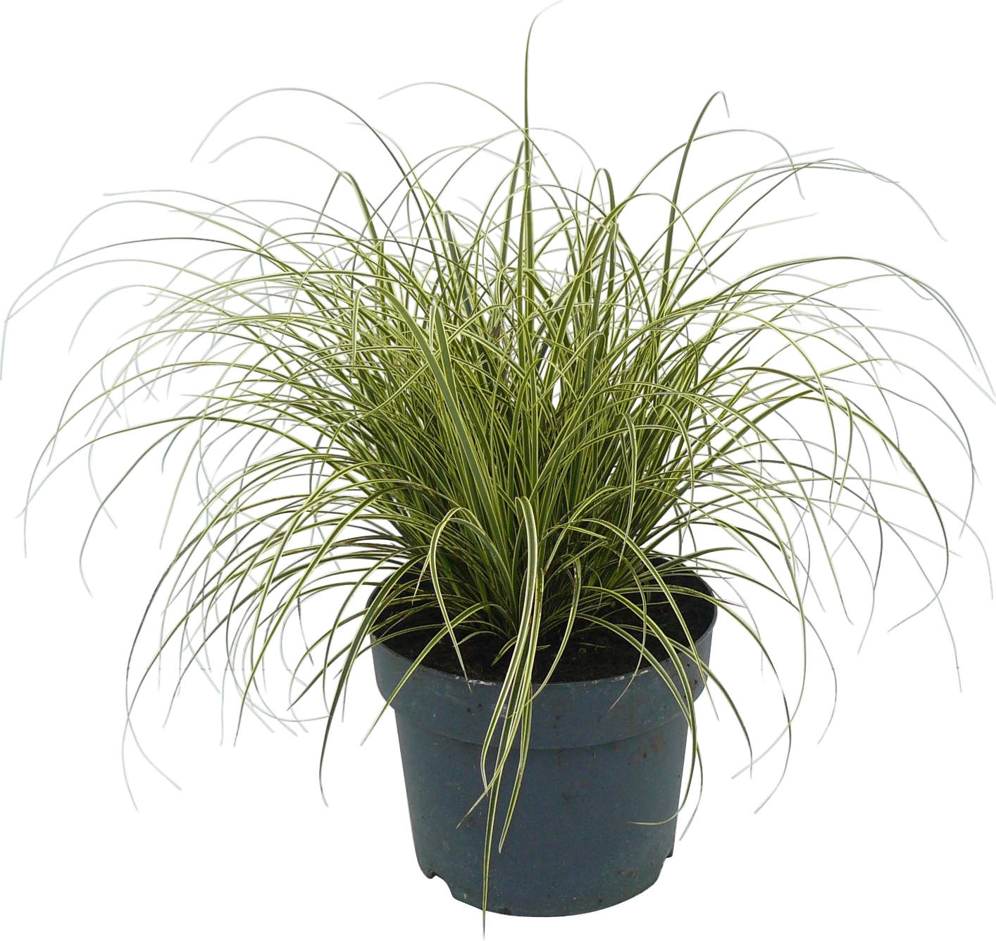 Segge (Carex) online kaufen bei OBI